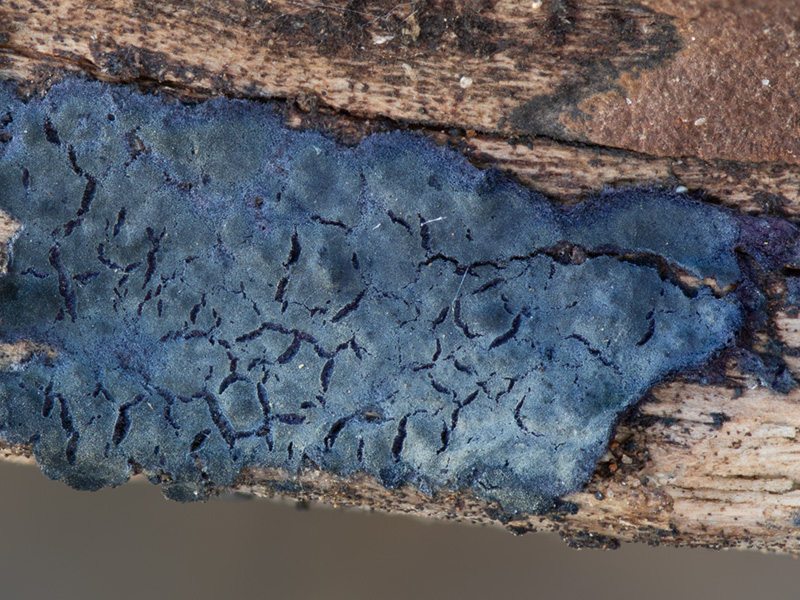 Terana caerulea